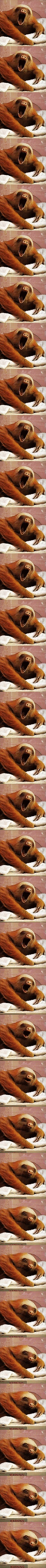 Cute sloth yawning